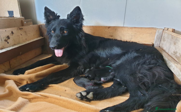 Pastore Tedesco cani a Provincia autonoma di Trento - Annuncio 1