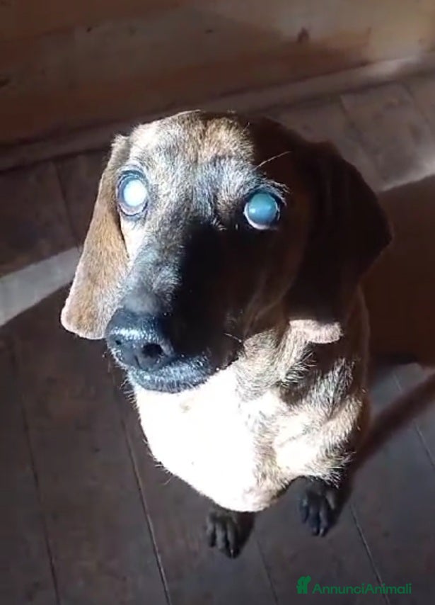 Segugio cani Segugio 8anni DIVENTATO CIECO IN CANILE! LAZIO a Città metropolitana di Milano - Annuncio 11