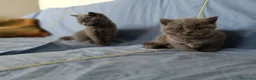 Scottish gatti in vendita: Bellissimi Scottish Straight Blue e Blue Tabby - Annuncio 6