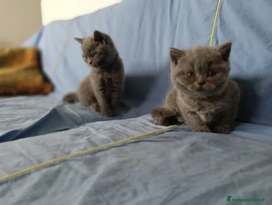 Scottish gatti in vendita: Bellissimi Scottish Straight Blue e Blue Tabby - Annuncio 6