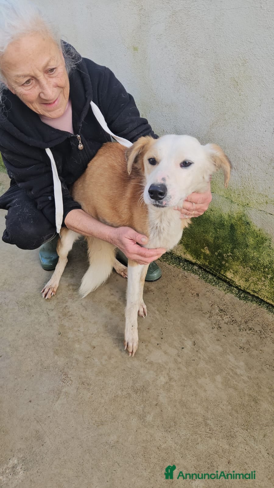 Meticcio cani Gemma: dolce e sensibile  - Annuncio 2