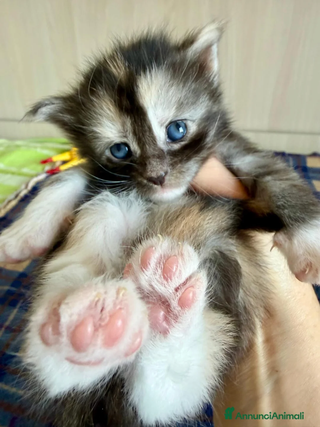 Maine Coon gatti in vendita: Cuccioli maine coon nati 01/04/2026 con pedigree - Annuncio 2