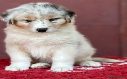 Australian Shepherd cani in vendita: Cucciola Blue Merle - Trinity  a Provincia di Vicenza - Immagine 4