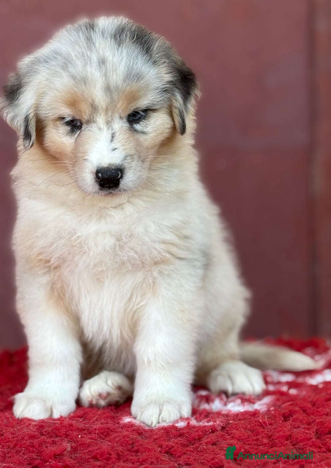 Australian Shepherd cani in vendita: Cucciola Blue Merle - Trinity  a Provincia di Vicenza - Immagine 4