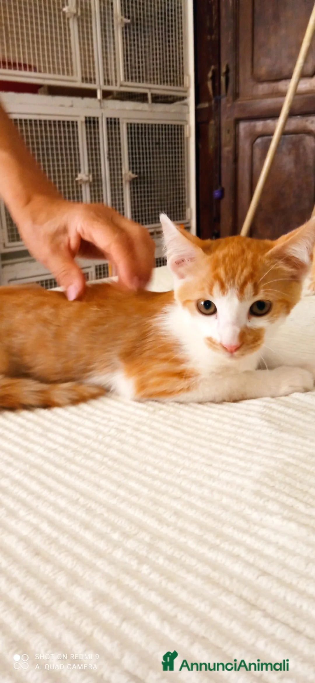 Europeo gatti in regalo: Gattini Rossi in cerca di casa - Annuncio 2