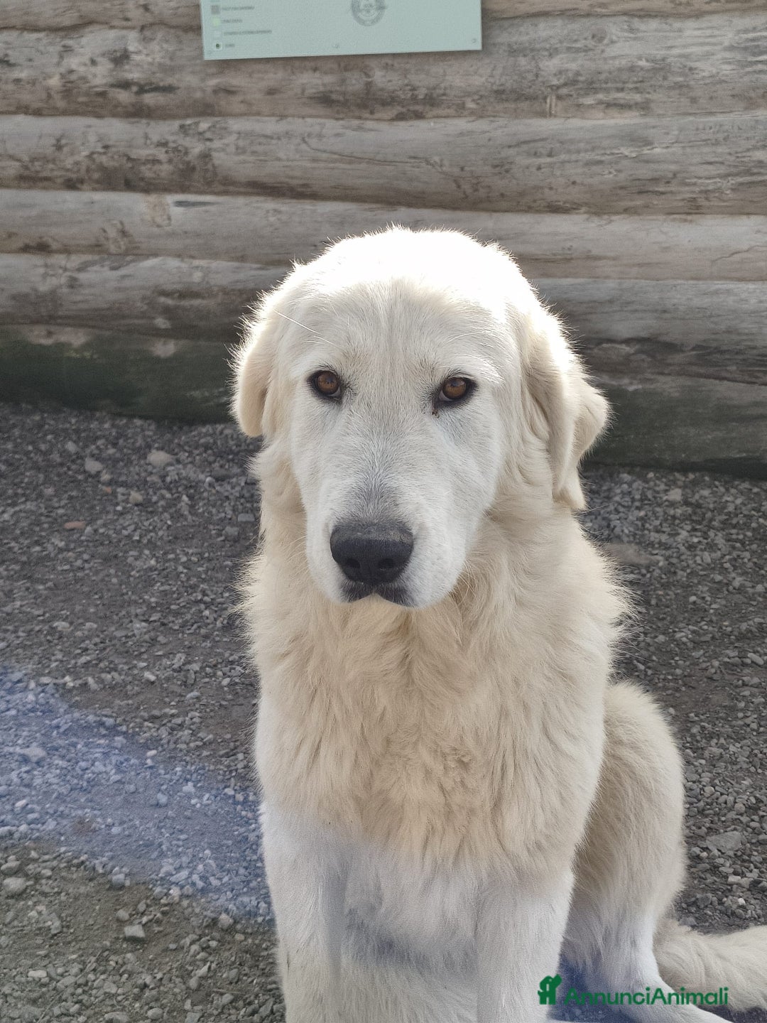 Meticcio cani in regalo: Maeve - Annuncio 5