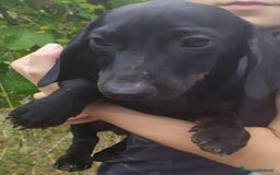 Bassotto cani in vendita: Bassotto  a Città metropolitana di Roma Capitale - Immagine 2
