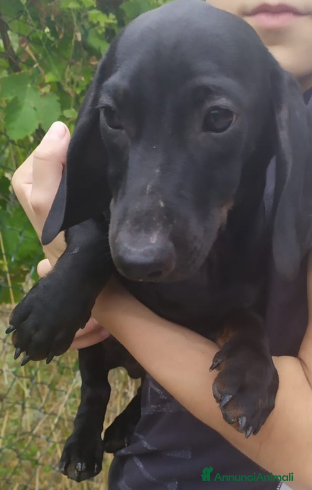 Bassotto cani in vendita: Bassotto  a Città metropolitana di Roma Capitale - Immagine 2