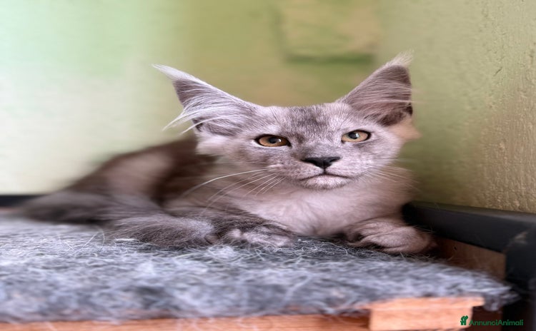 Maine Coon gatti a Città metropolitana di Milano - Annuncio 12