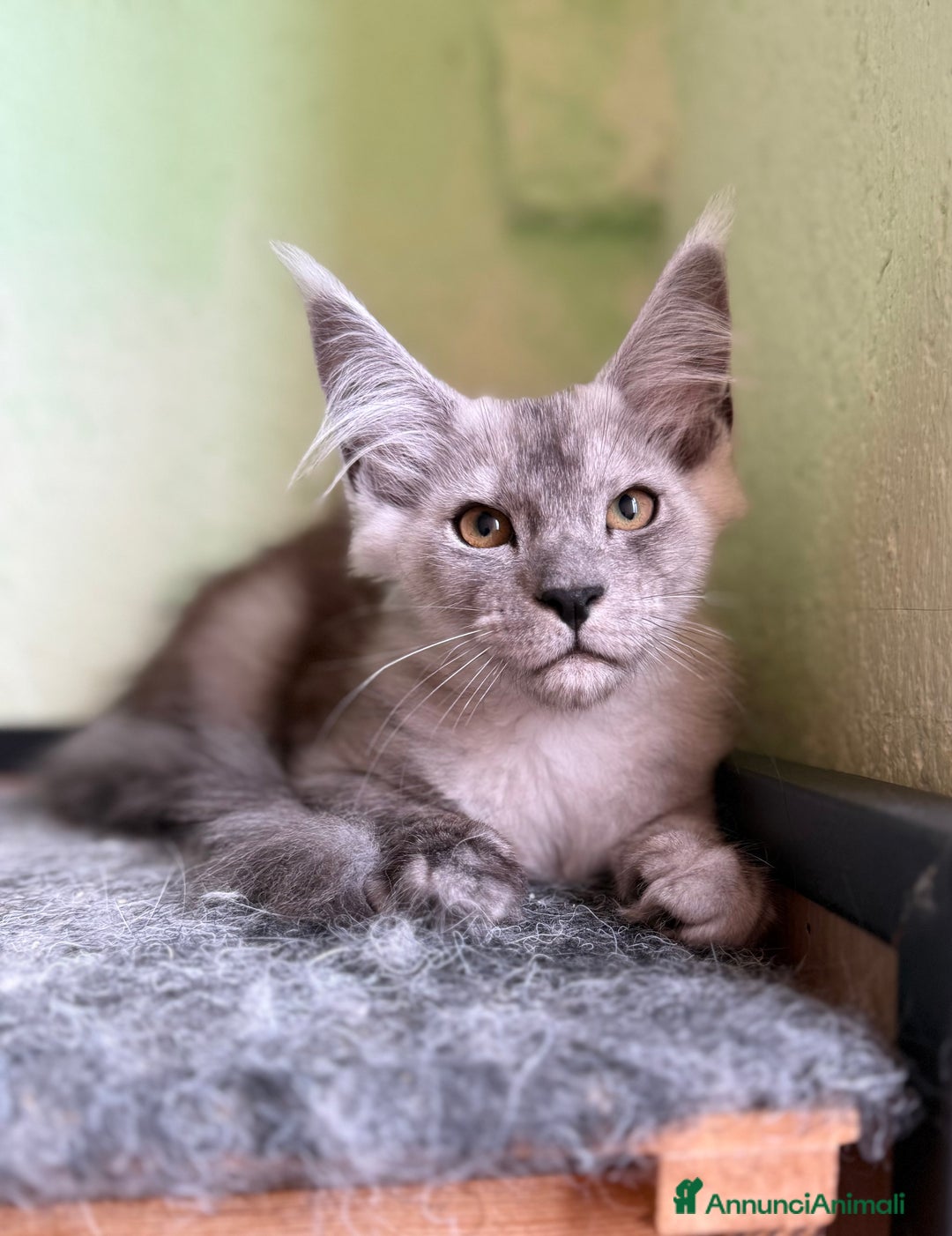 Maine Coon gatti in vendita: Maine coon  a Città metropolitana di Milano - Immagine 1