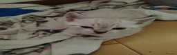 Thai gatti in vendita: Simil magic Thai  a Provincia di Como - Annuncio 11