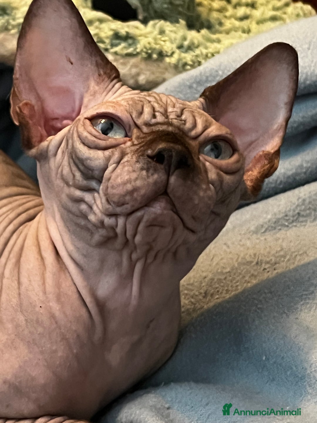 Sphynx gatti in vendita: Sphynx  - Annuncio 6