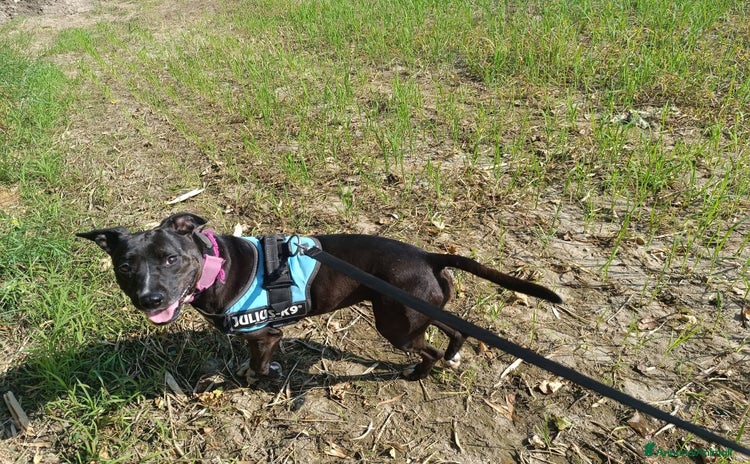 Pitbull cani - Annuncio 19