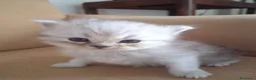 Persiano gatti in vendita: Cinque cuccioli di persiano - Annuncio 7