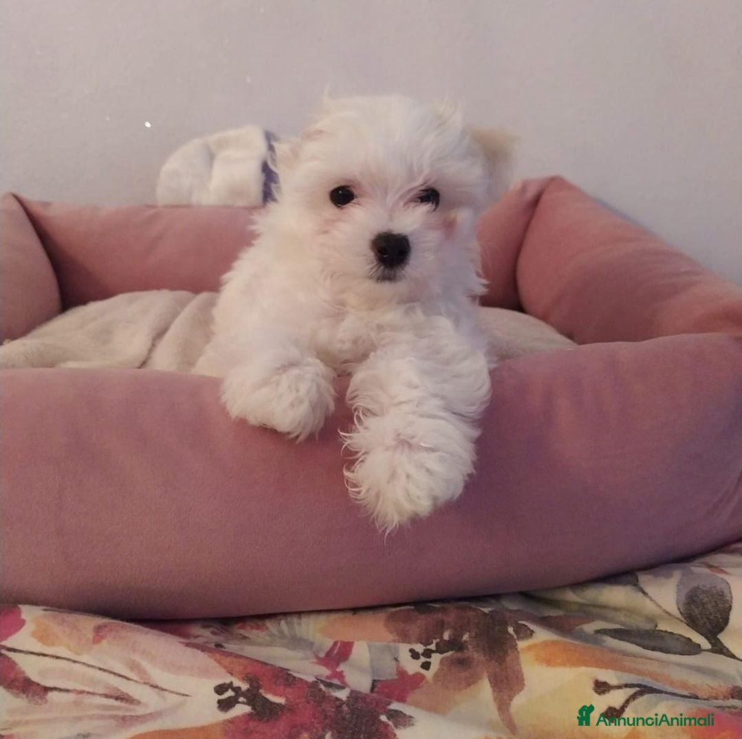 Maltese cani Maltese  - Annuncio 13