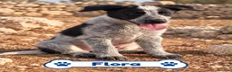 Meticcio cani in regalo: 🐾❤️ QUATTRO PICCOLE MERAVIGLIE CERCANO CASA ❤️🐾 - Annuncio 2