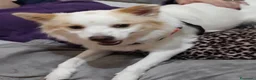Volpino Italiano cani in regalo: Alvin dolcissimo volpino che ama i mici - Annuncio 2