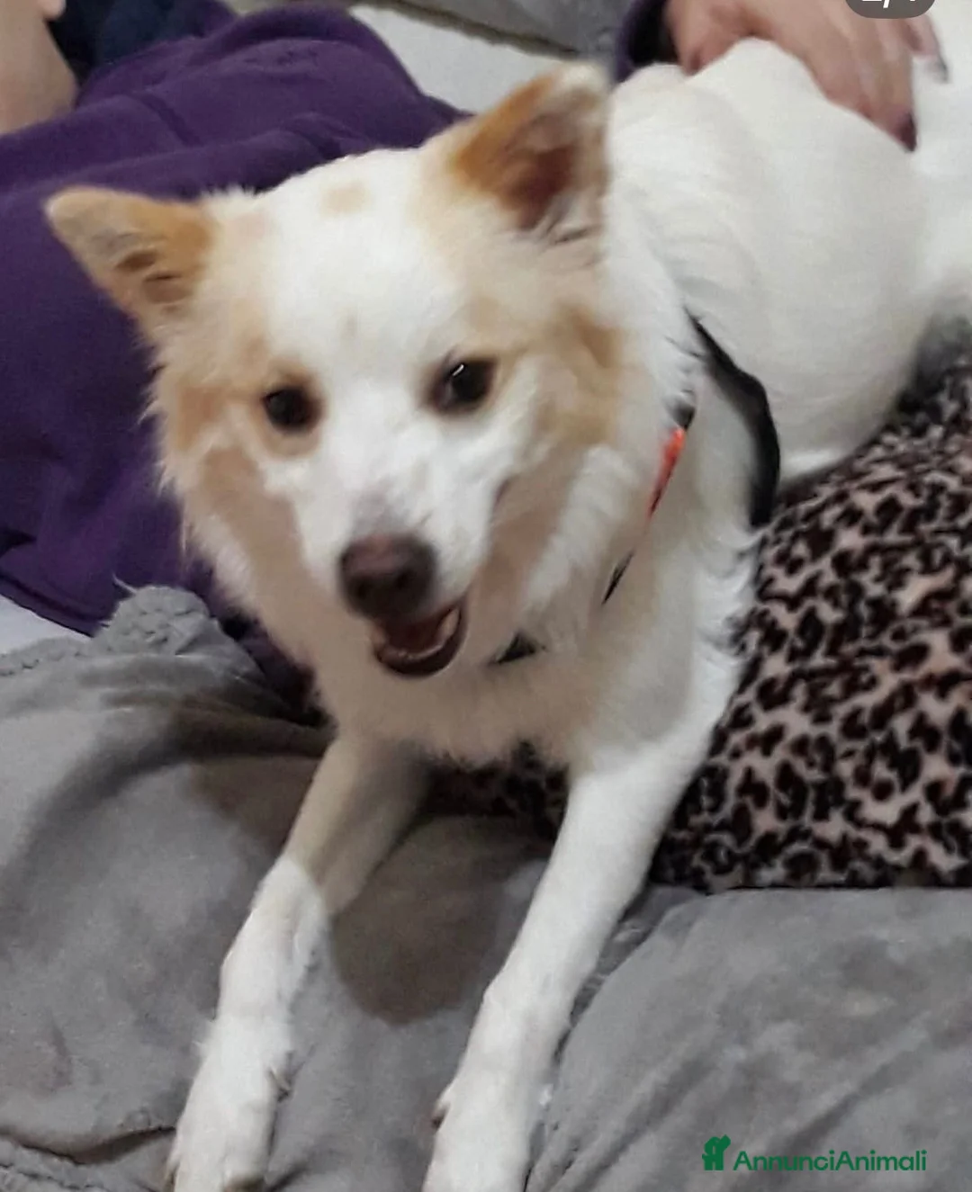 Volpino Italiano cani in regalo: Alvin dolcissimo volpino che ama i mici - Annuncio 2