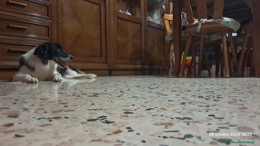 Border Collie cani in vendita: Cuccioli di Border Collie a Città metropolitana di Palermo - Immagine 9