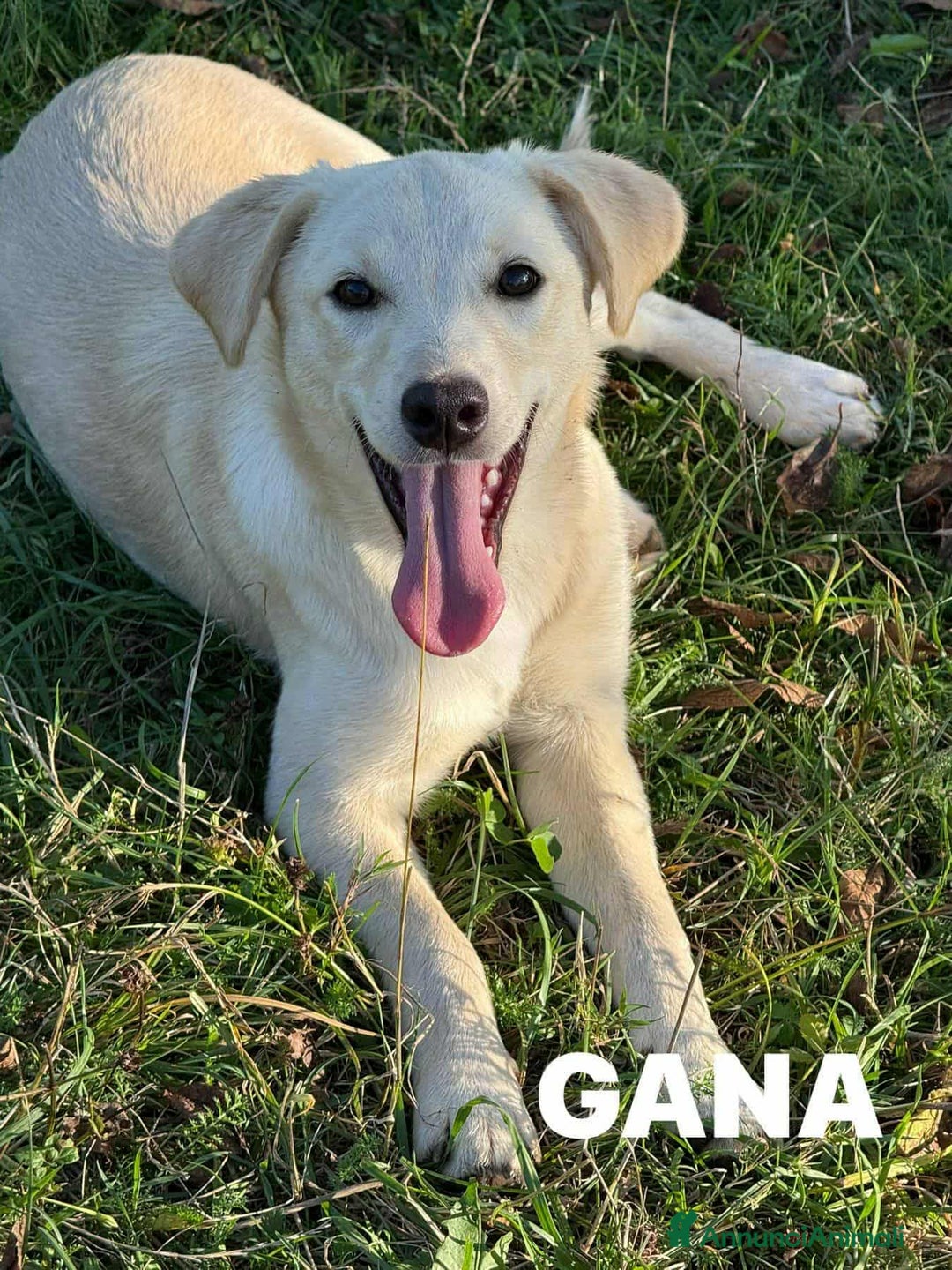 Meticcio cani in regalo: GANA, cucciola super coccolona! Mini Labradorina - Annuncio 9
