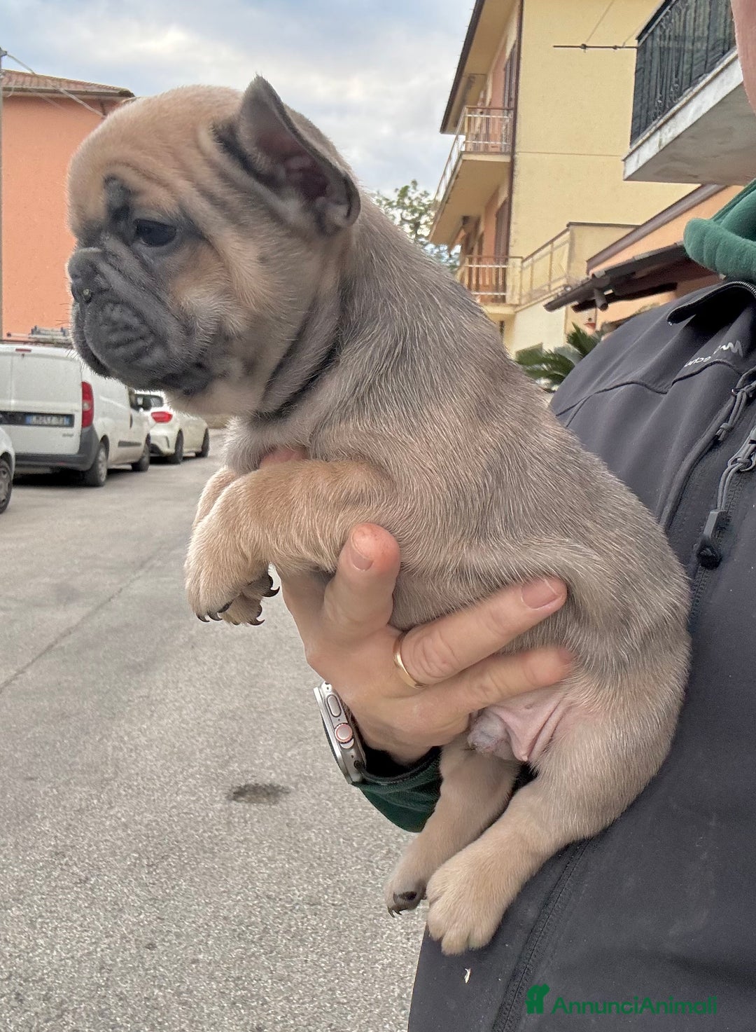 Bulldog Francese cani in vendita: Bulldog francese  - Annuncio 3