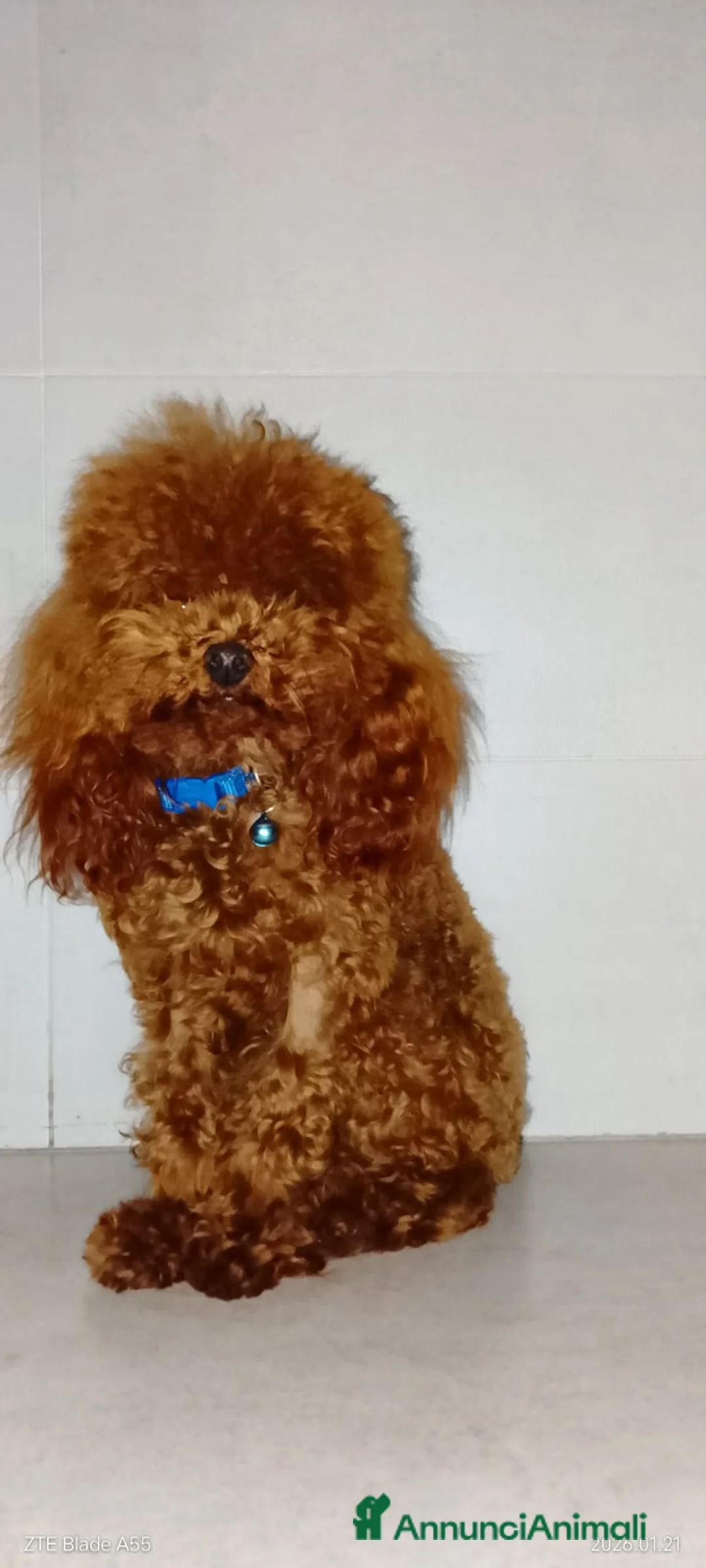 Barboncino cani per accoppiamento: Barboncino asiatico  - Annuncio 1