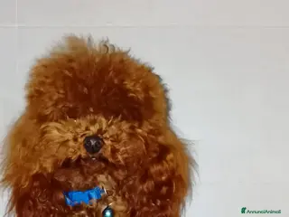 Barboncino cani Barboncino asiatico - Annuncio 3