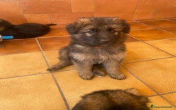 Pastore Tedesco cani in vendita: Cuccioli di pastore tedesco a Provincia di Brindisi - Immagine 12