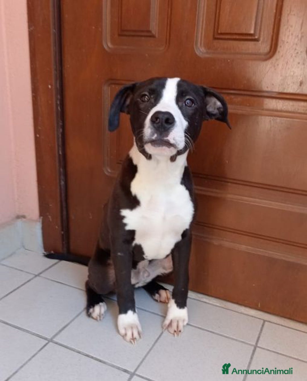 Pitbull cani in regalo: GUNDO 1anno con tanta gioia di vivere! - Annuncio 2