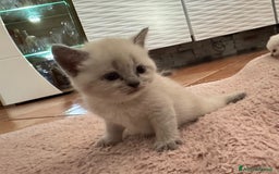 Scottish gatti in vendita: Scottish blu pointer straight  a Provincia di Gorizia - Immagine 13
