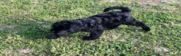 Terrier Nero Russo cani in vendita: Disponibili 4 maschi Terrier nero russi - Annuncio 7