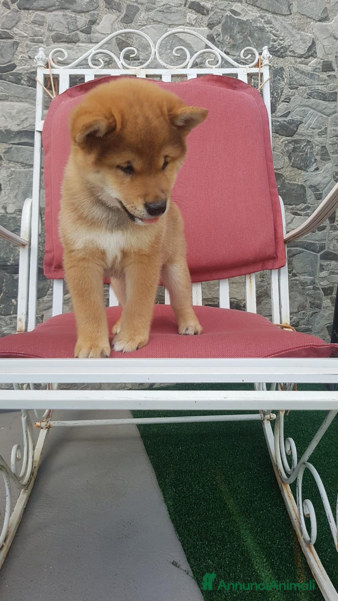 Shiba Inu cani Cuccioli shiba inu con pedigree ENCI  - Annuncio 1