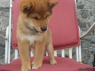 Shiba Inu cani Cuccioli shiba inu con pedigree ENCI - Annuncio 6