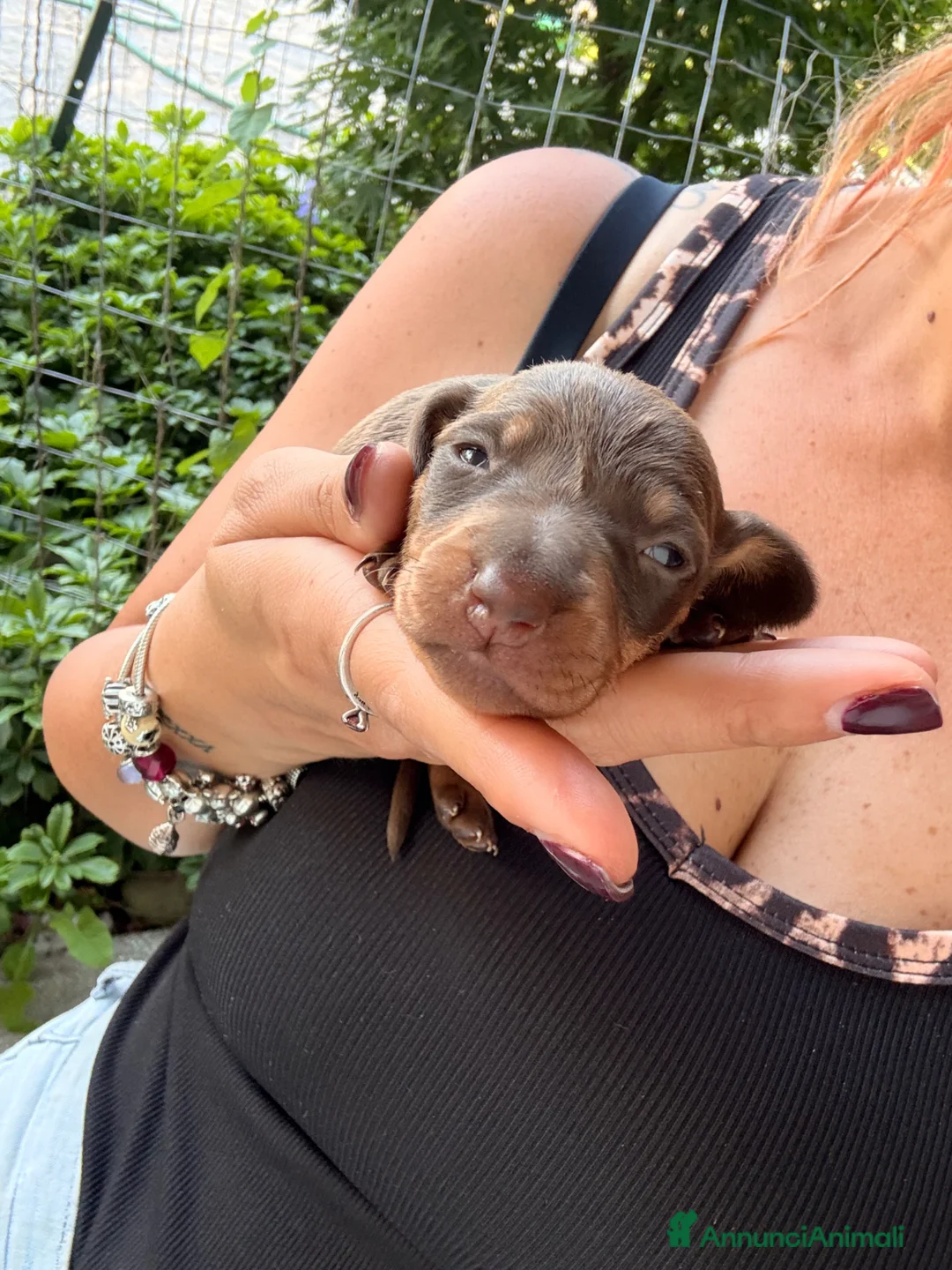 Bassotto cani in vendita: Bassotti - Annuncio 2