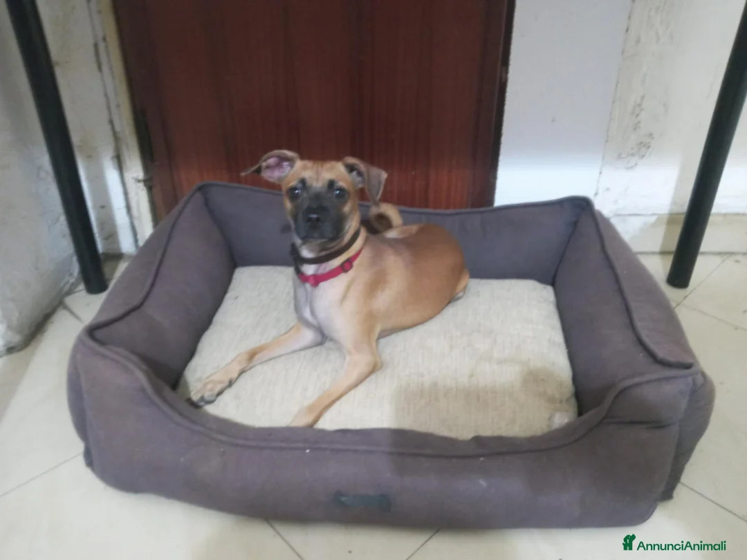 Meticcio cani in vendita: Similpinscher Jerry a Provincia di Prato - Annuncio 1