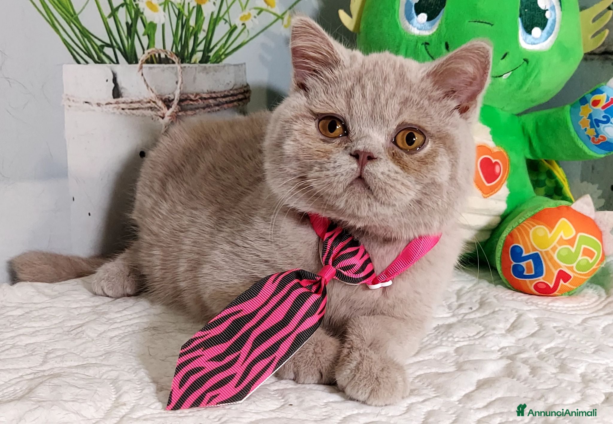 British gatti British Shorthair Kuma  - Annuncio 7