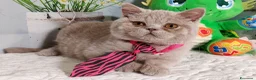 British gatti in vendita: British Shorthair Kuma  - Annuncio 1