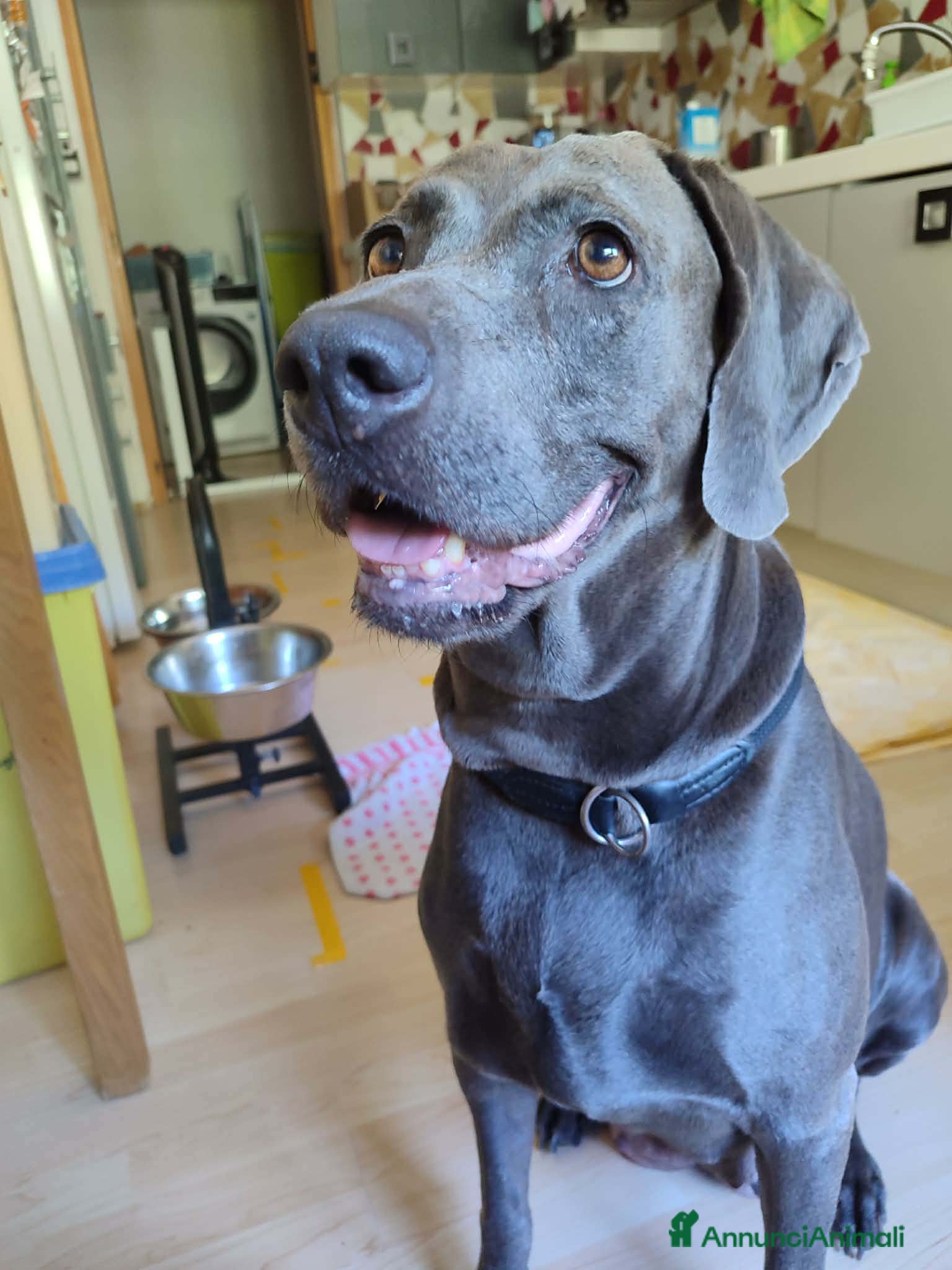 Weimaraner cani Weimaraner cuciolli  - Annuncio 2