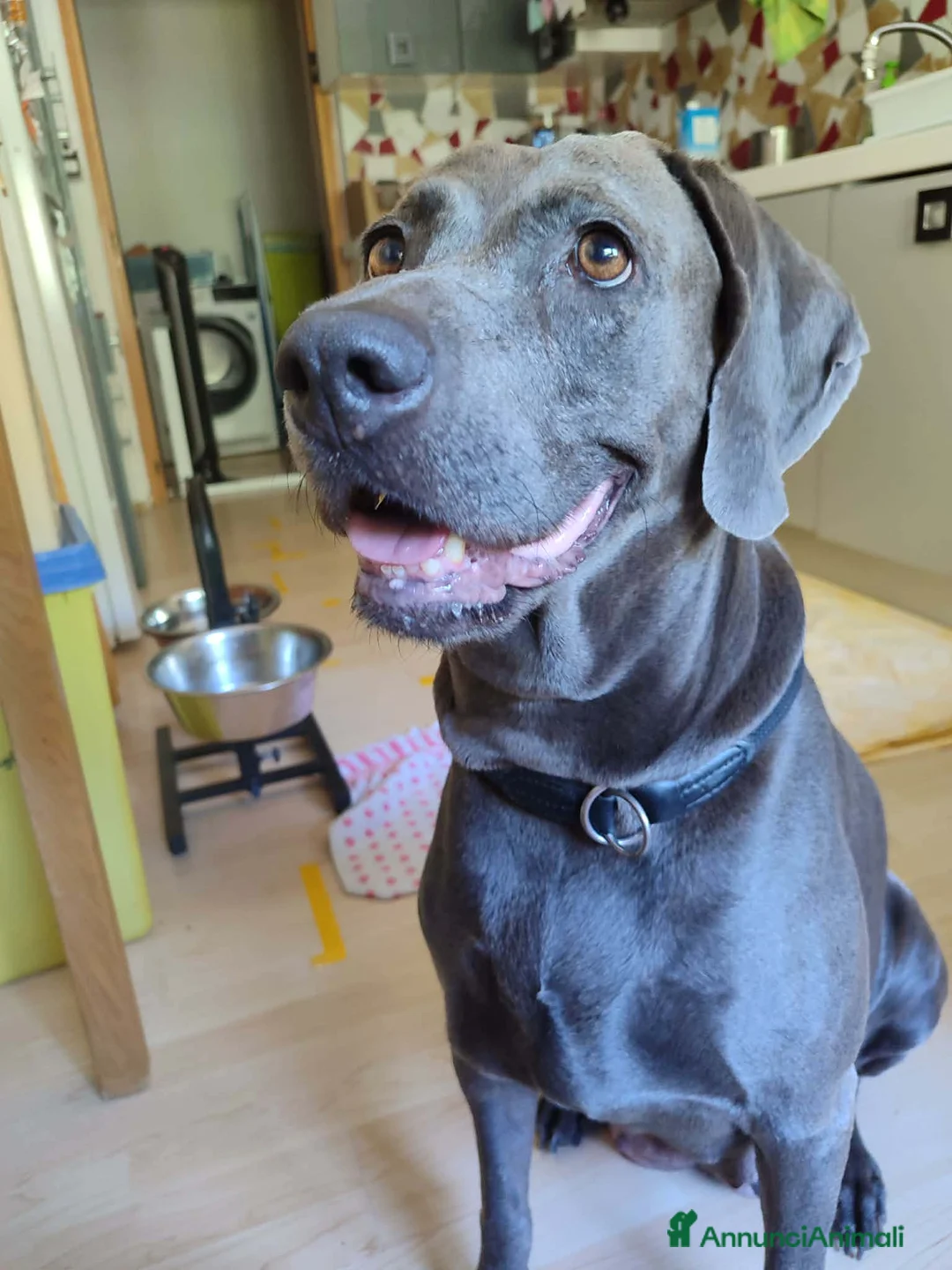Weimaraner cani in vendita: Weimaraner cuciolli  - Annuncio 1