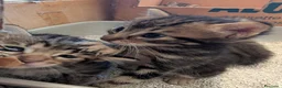 Meticcio gatti in regalo: 4 gattini cercano casa a Giulianova (TE) dintorni - Annuncio 3
