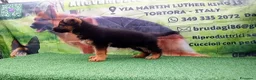 Pastore Tedesco cani in vendita: Eccellenti cuccioli di pastore tedesco  - Annuncio 1