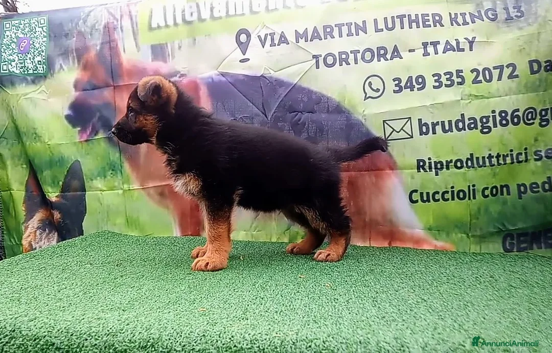 Pastore Tedesco cani in vendita: Eccellenti cuccioli di pastore tedesco  - Annuncio 1