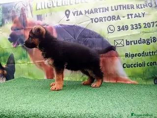 Pastore Tedesco cani Eccellenti cuccioli di pastore tedesco - Annuncio 1