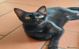 Meticcio gatti in regalo: Regalo due gattine di due e tre anni - Immagine 4