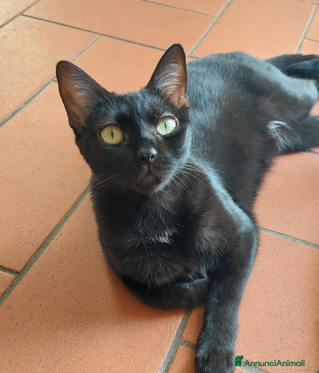 Meticcio gatti in regalo: Regalo due gattine di due e tre anni - Immagine 4