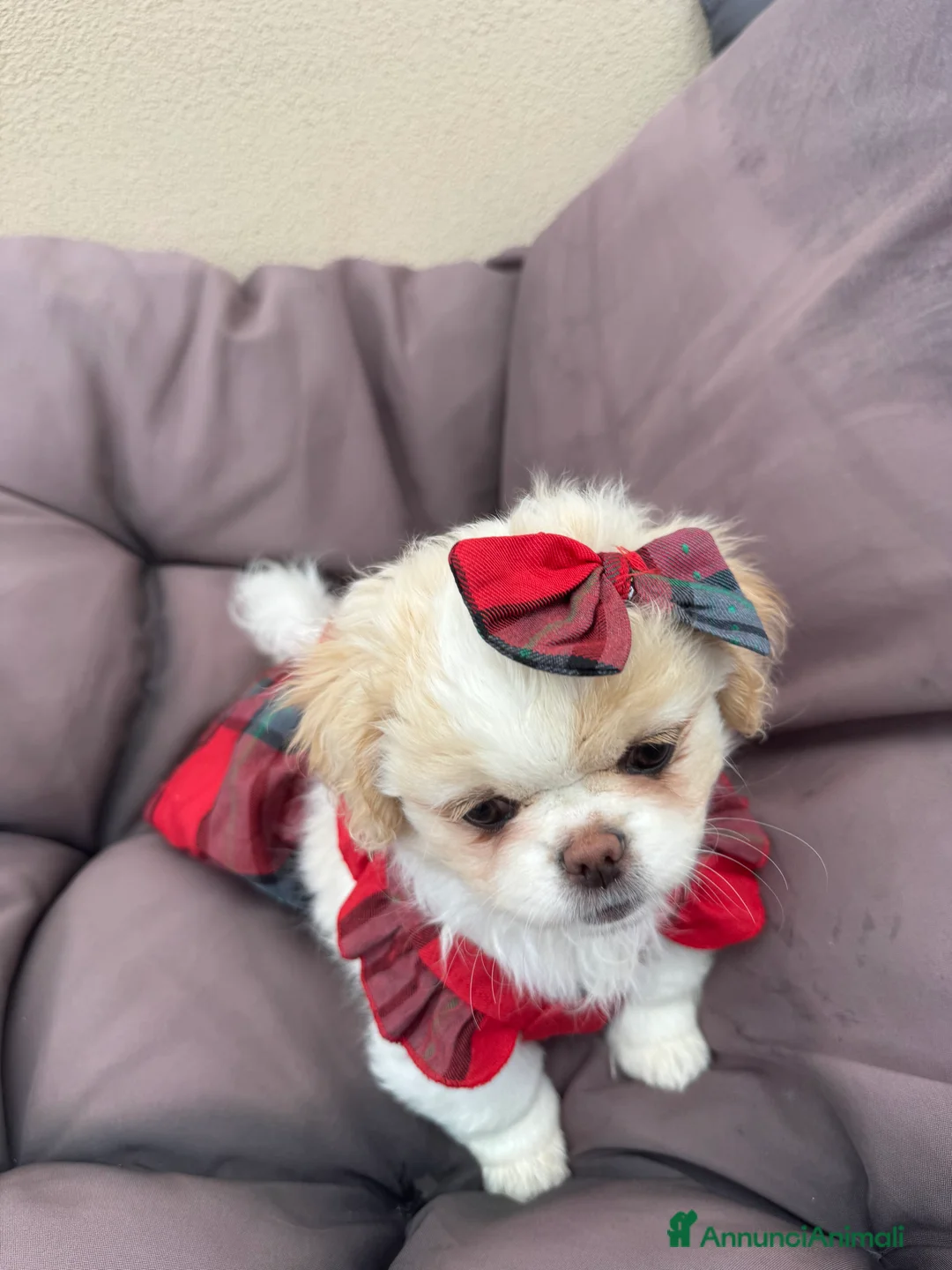 Pechinese cani in vendita: Cuccioli pechinese  - Annuncio 4