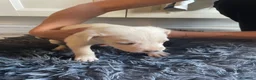 Meticcio cani in regalo: Regalo Cuccioli incrocio di Amstaff - Annuncio 5