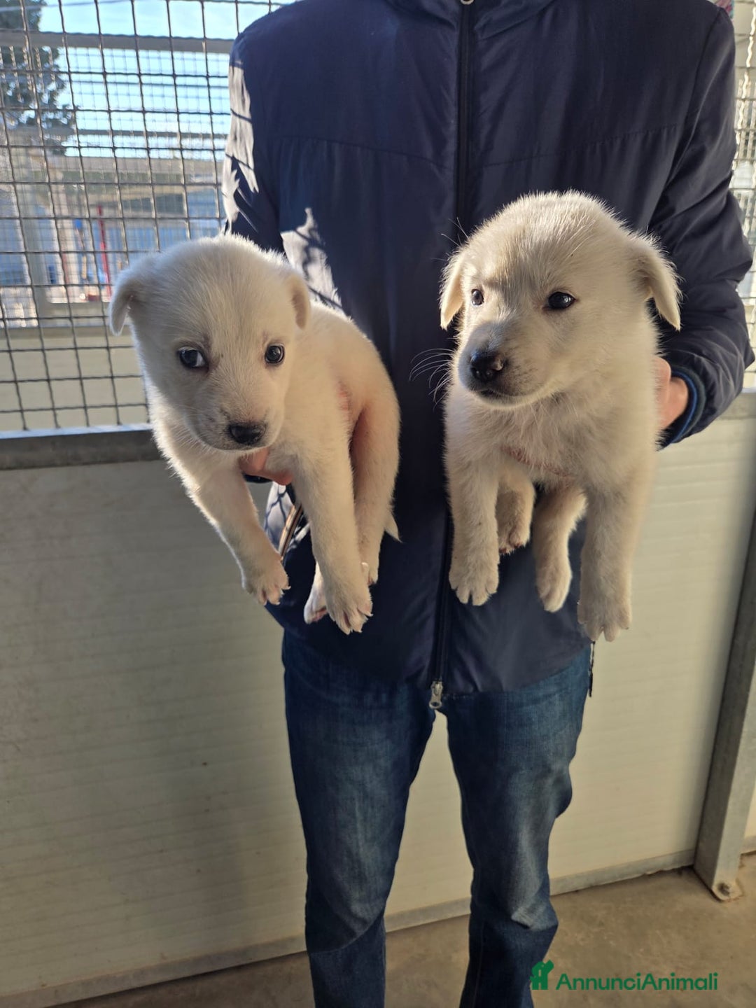 Golden Retriever cani in regalo: Splendidi cuccioli simil golden retriever  - Annuncio 2