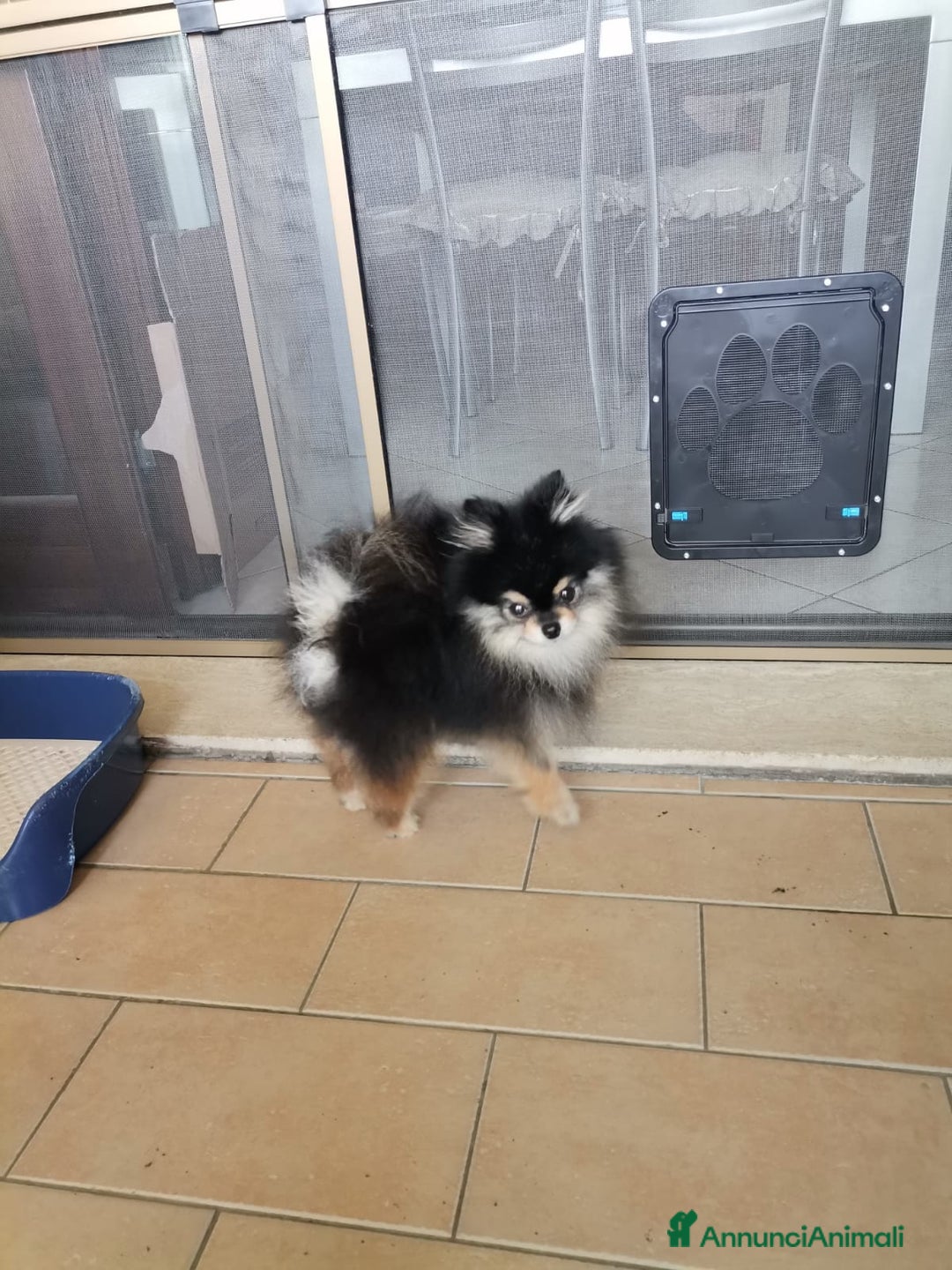 Spitz cani per accoppiamento: Stallone Spitz tedesco nano per monta. a Provincia di Latina - Annuncio 3