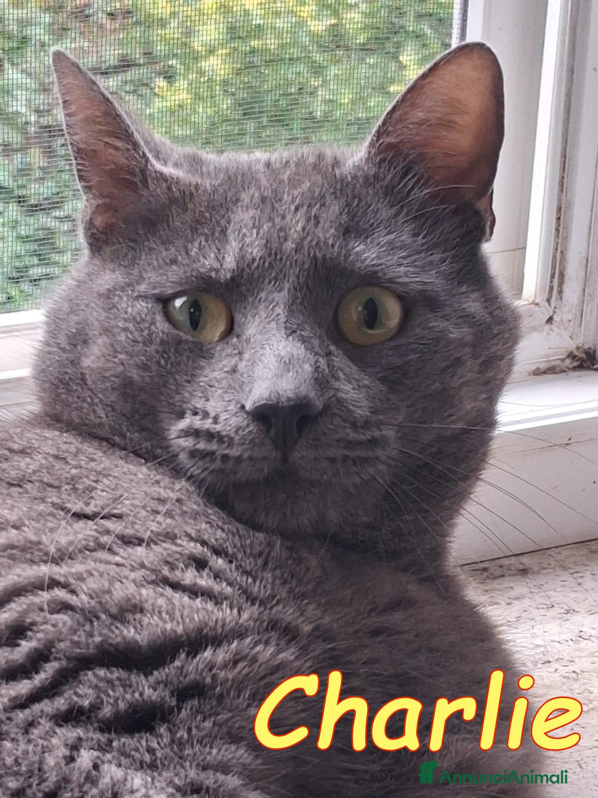 Certosino gatti  CHARLIE SIMILCERTOSINO STUPENDO - Annuncio 2